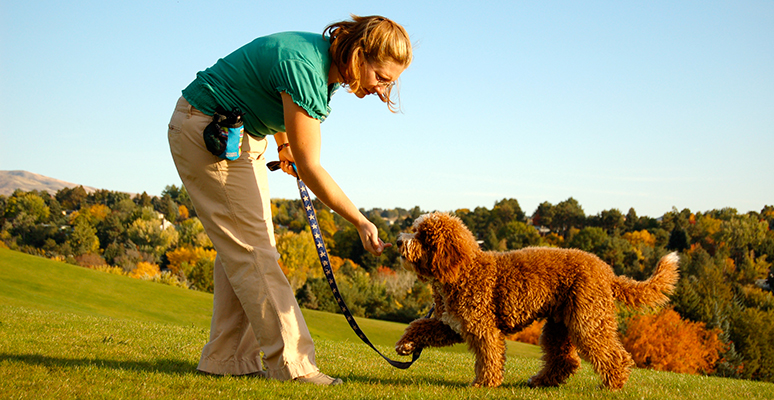 Have a Service Dog Trained For You - Companion TrainingCompanion Training