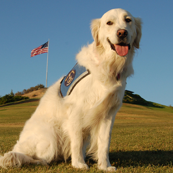 Service dogs for children with autism