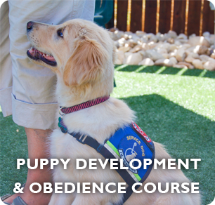 puppy obedience